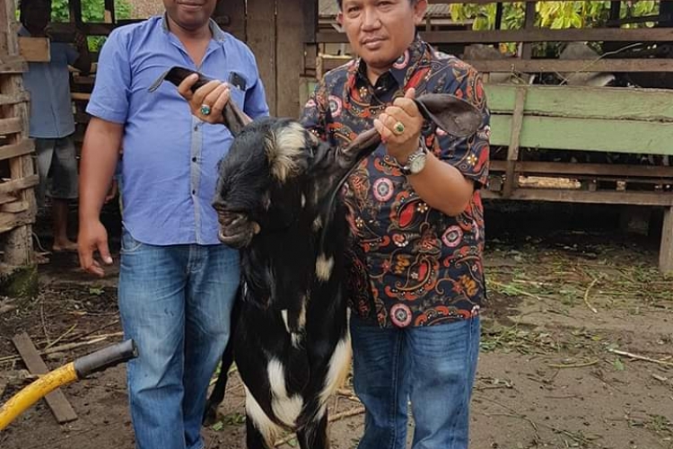 Hindari Inbreeding, 30 Pejangan Kambing Boerka Dipinjamkan