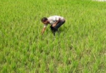 Pengawasan Distribusi Pupuk Urea di Bireuen Dinilai Lemah