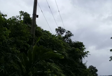 Tampak Pepohonan Menyentuh Kabel PLN