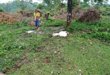 Maling Ternak Beraksi Di Hulu Palik, Dua Ekor Sapi Warga Raib