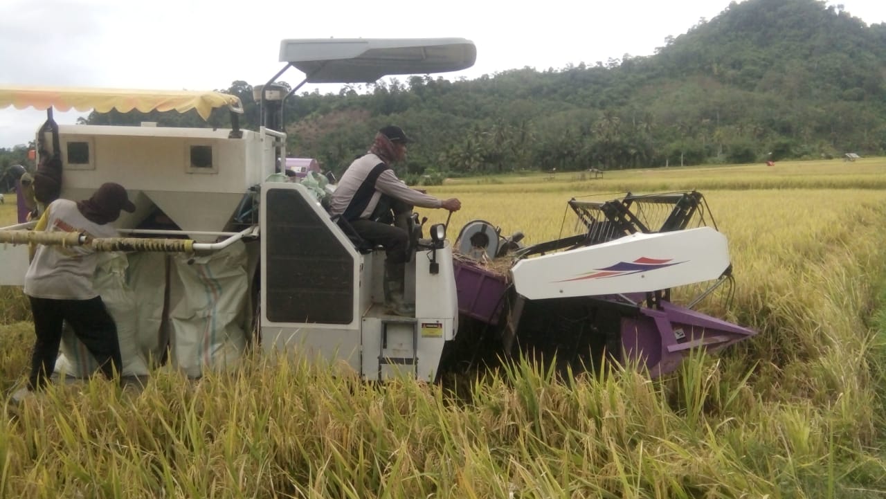 Bantu Proses Panen Petani Distan Kaur Turunkan 10 Combine Harvester