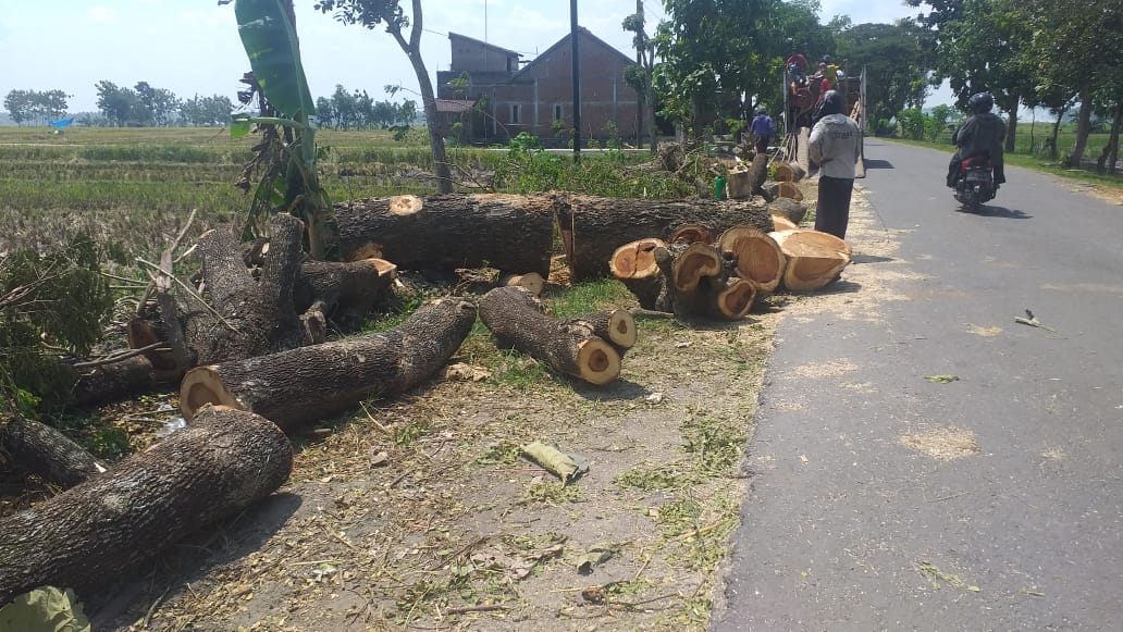 Belum Kantongi Izin Pemdes Wonoasri Tebang Pohon Aset Pemda