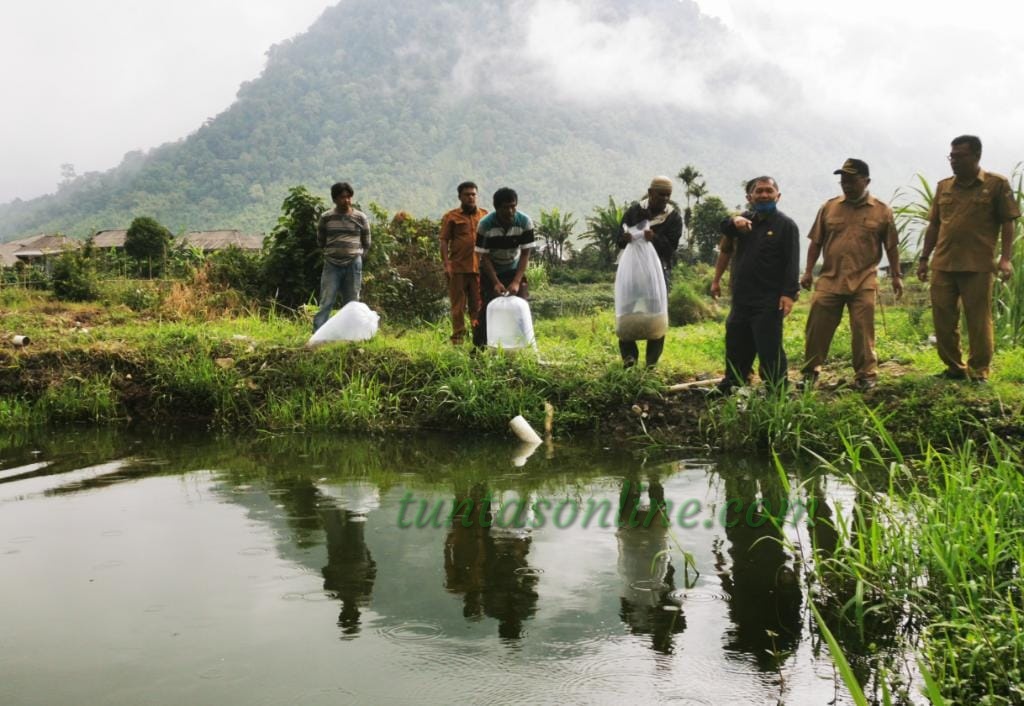 Bupati Karo Tebar Benih Ikan Nila di Kolam Poktan Arih Ersada