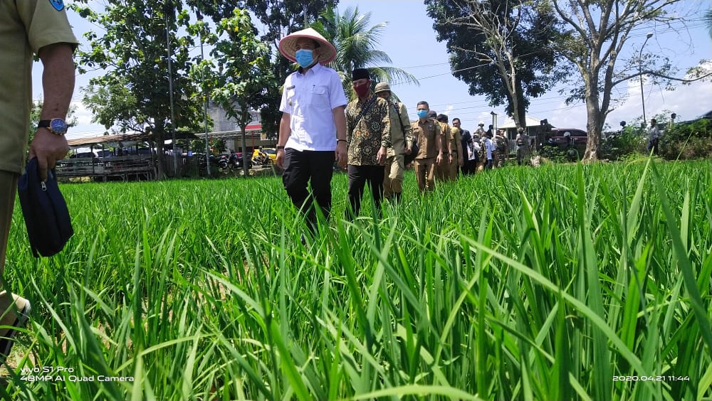 Pastikan Kesiapan Pangan Wawali Tinjau Kondisi Padi di Kota Bengkulu