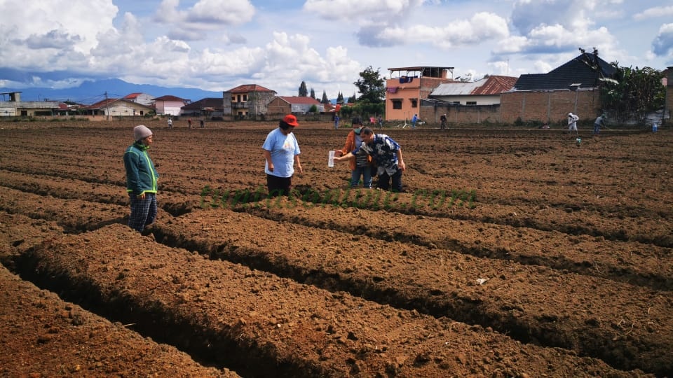 Isi Waktu Luang Bupati Karo dan Istri Tanam Wortel ke Ladang