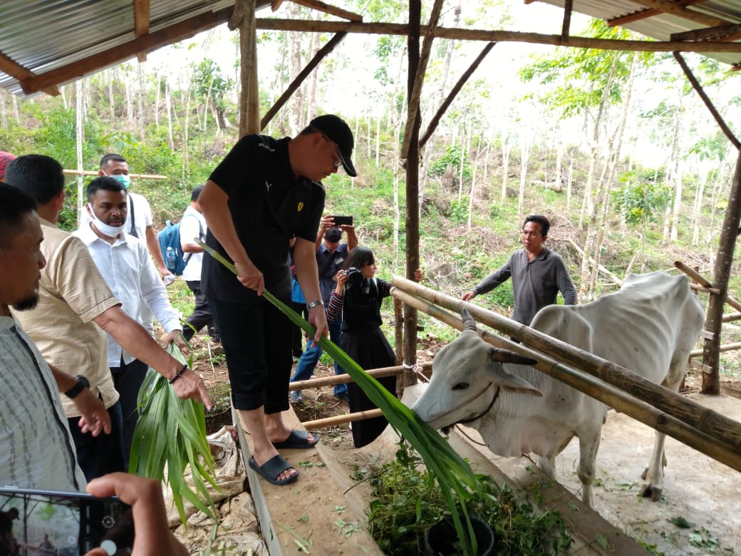 Tinjau Peternakan BUMP Desa Napal Jungur Gubernur Rohidin Ingatkan Pentingnya Ketekunan