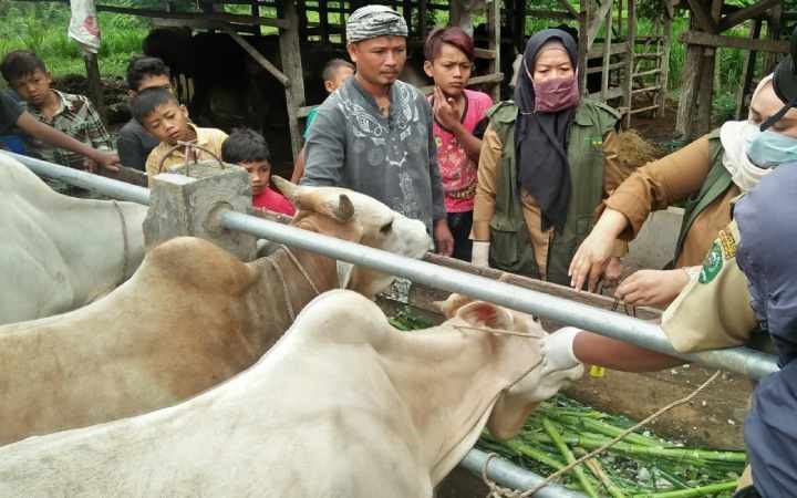 Distan Sidimpuan Periksa Kelayakan Hewan Kurban