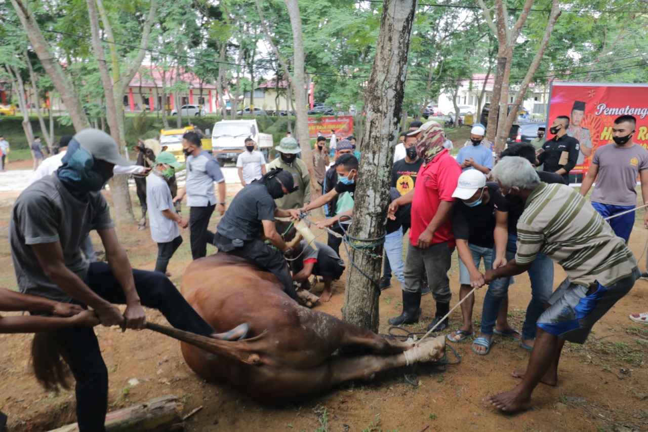 Idul Adha 1441 H Polda Kepri Qurban Belasan Kambing dan Sapi