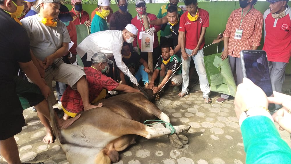 Idul Adha 1441 H Kanwil Kemenag Provinsi Qurban 20 Ekor Sapi