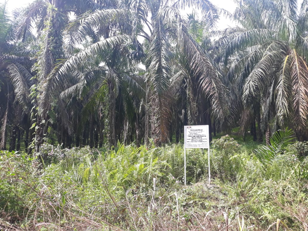 Terkait NHD di Sumut KPK Sita Lahan Kebun Sawit 530,8 Ha