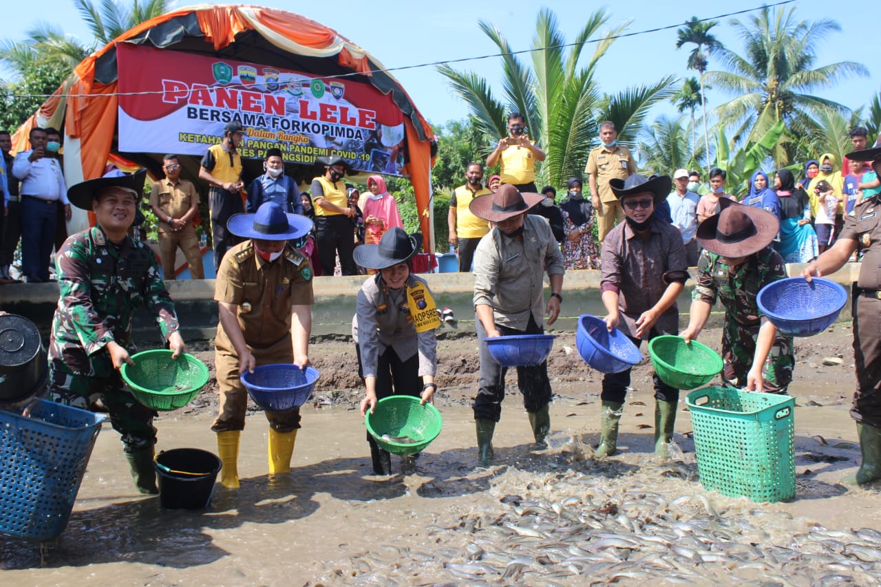 Polres Sidimpuan dan Forkopimda Panen Lele