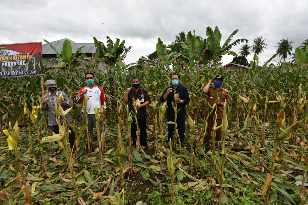Walikota Padangsidimpuan Panen Perdana di Desa Pudun Jae