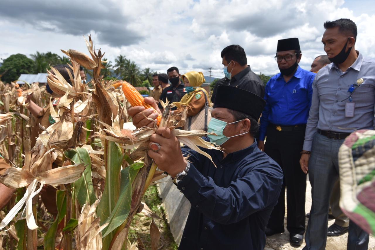 Walikota Padangsidimpuan Panen Perdana Jagung di Desa Manegen