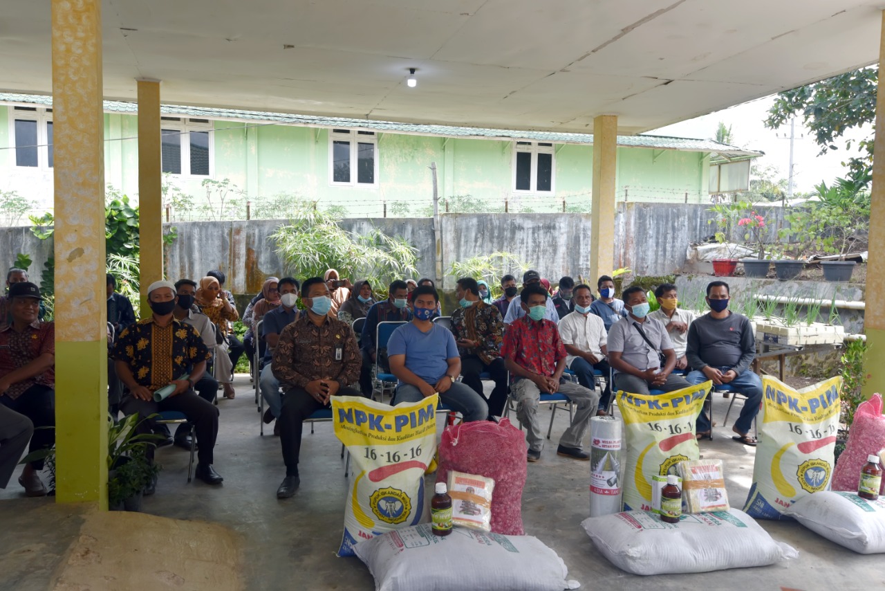 Walikota Padangsidimpuan Serahkan Bantuan Bibit ke 19 Poktan