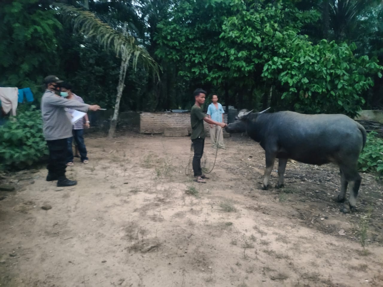 Warga Lau Pakam Tewas Terinjak Kerbau Miliknya