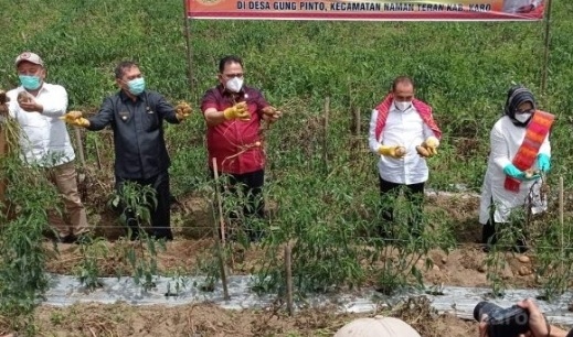 Gubernur Sumut dan Bupati Karo Panen Kentang Jenis Granola