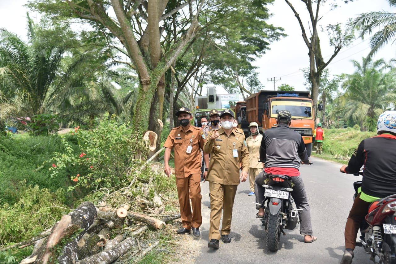 Ganti Pohon Tua Dengan Tanaman Baru Bupati Batu Bara Tata Lingkungan