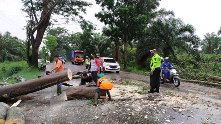 Hujan Deras Sebabkan Pohon Tumbang di Jalinsum Batu Bara-Asahan