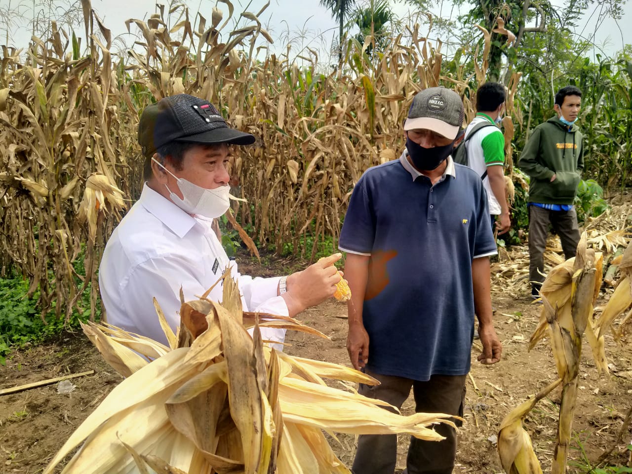 Kelompok Tani Unggul Binaan Dinas Pertanian Dairi Akhirnya Panen