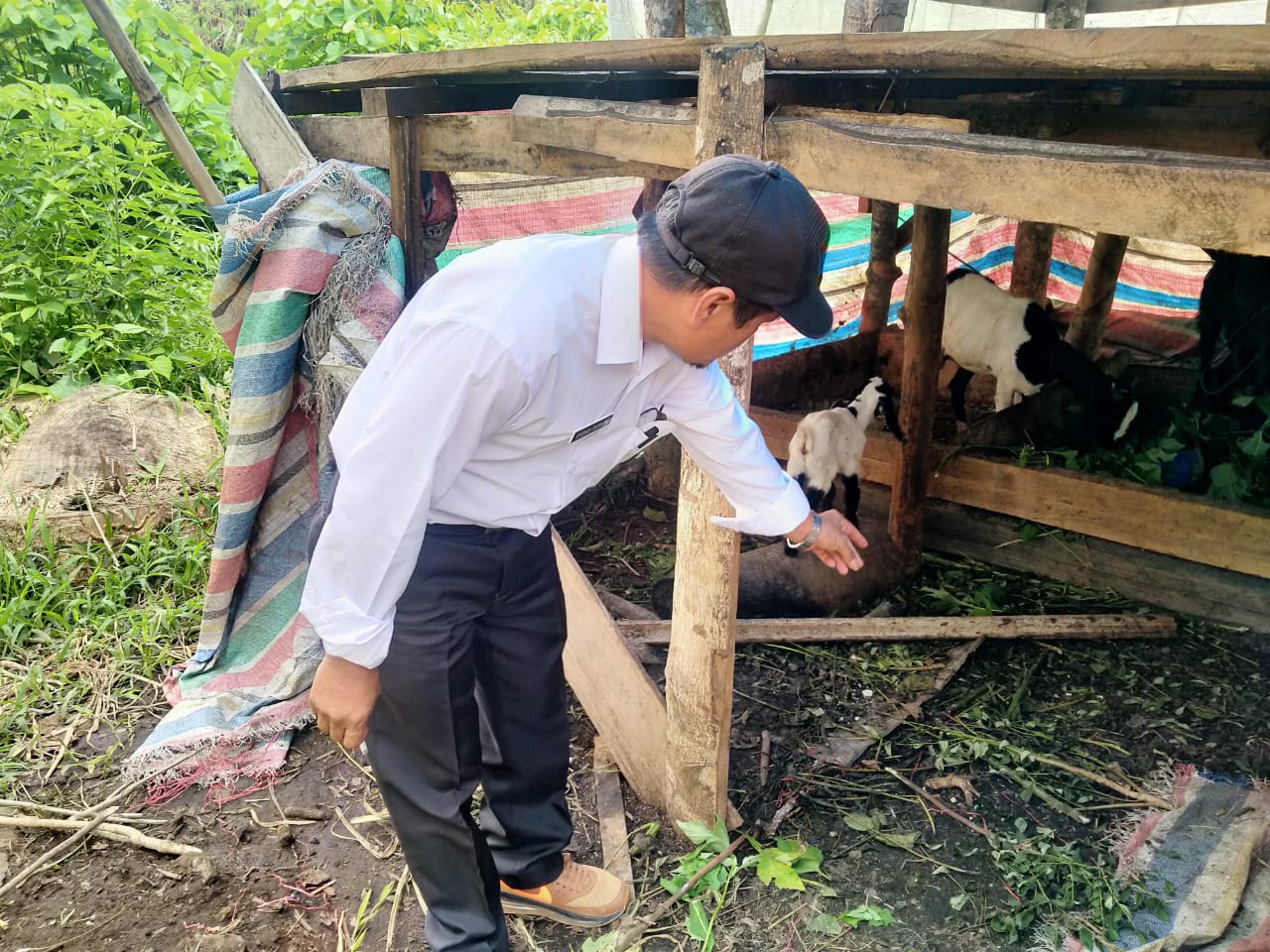 Kadis Pertanian Dairi Pantau Peternakan Kambing di Bintang Mersada
