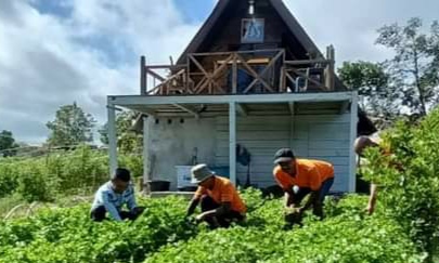 Rutan Kelas II B Kabanjahe Panen Daun Sop