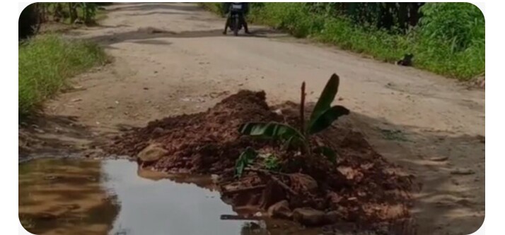 Masyarakat Tanam Pohon Pisang di Jalan Raya Simpang Empat-Kasui 