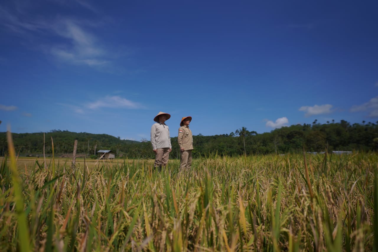 Gubernur Rohidin Hadiri Panen Raya di Kepahiang