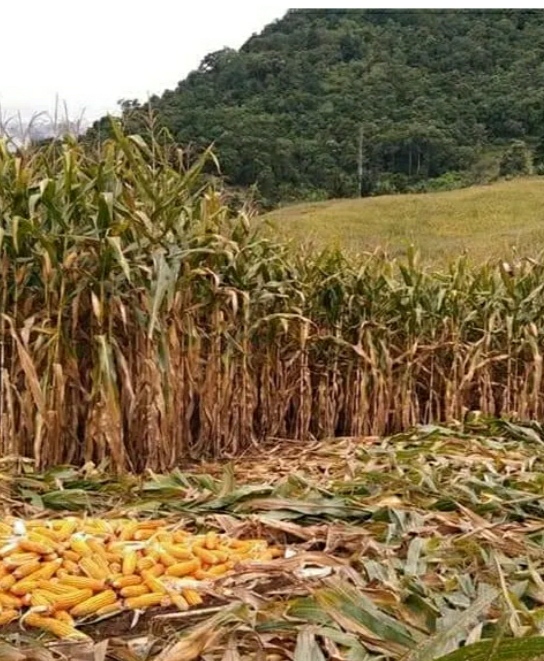 Petani Karo Bergairah Harga Jagung Tembus Harga 4.800