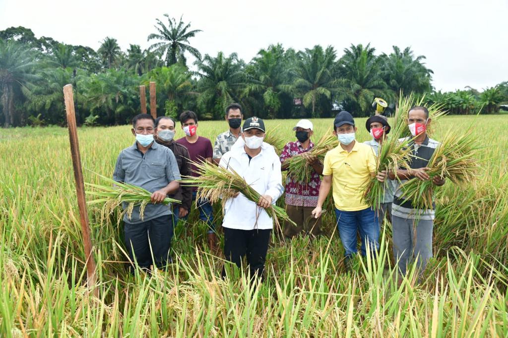 Bupati Batu Bara Lakukan Pengubinan Padi Organik