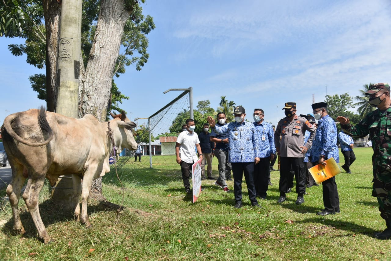 Pemkab Batu Bara Berikan 43 Ekor Sapi Qurban Ke Masyarakat