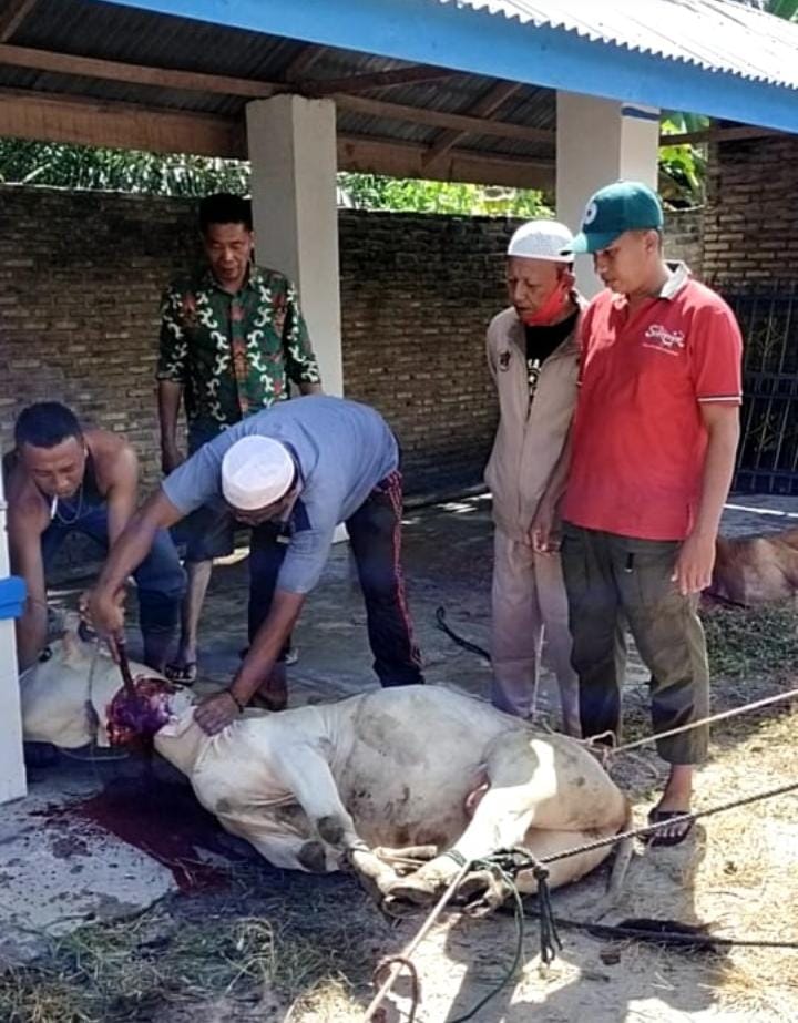 PWI Batu Bara Sembelih 1 Ekor  Hewan Qurban Untuk Wartawan dan Masyarakat