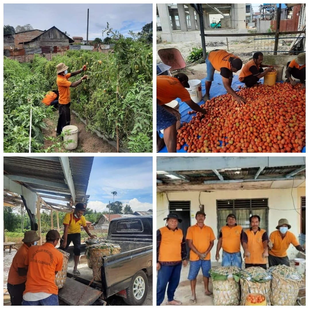 Warga Binaan Rutan Kabanjahe Panen Tomat Hasil Tanaman SAE