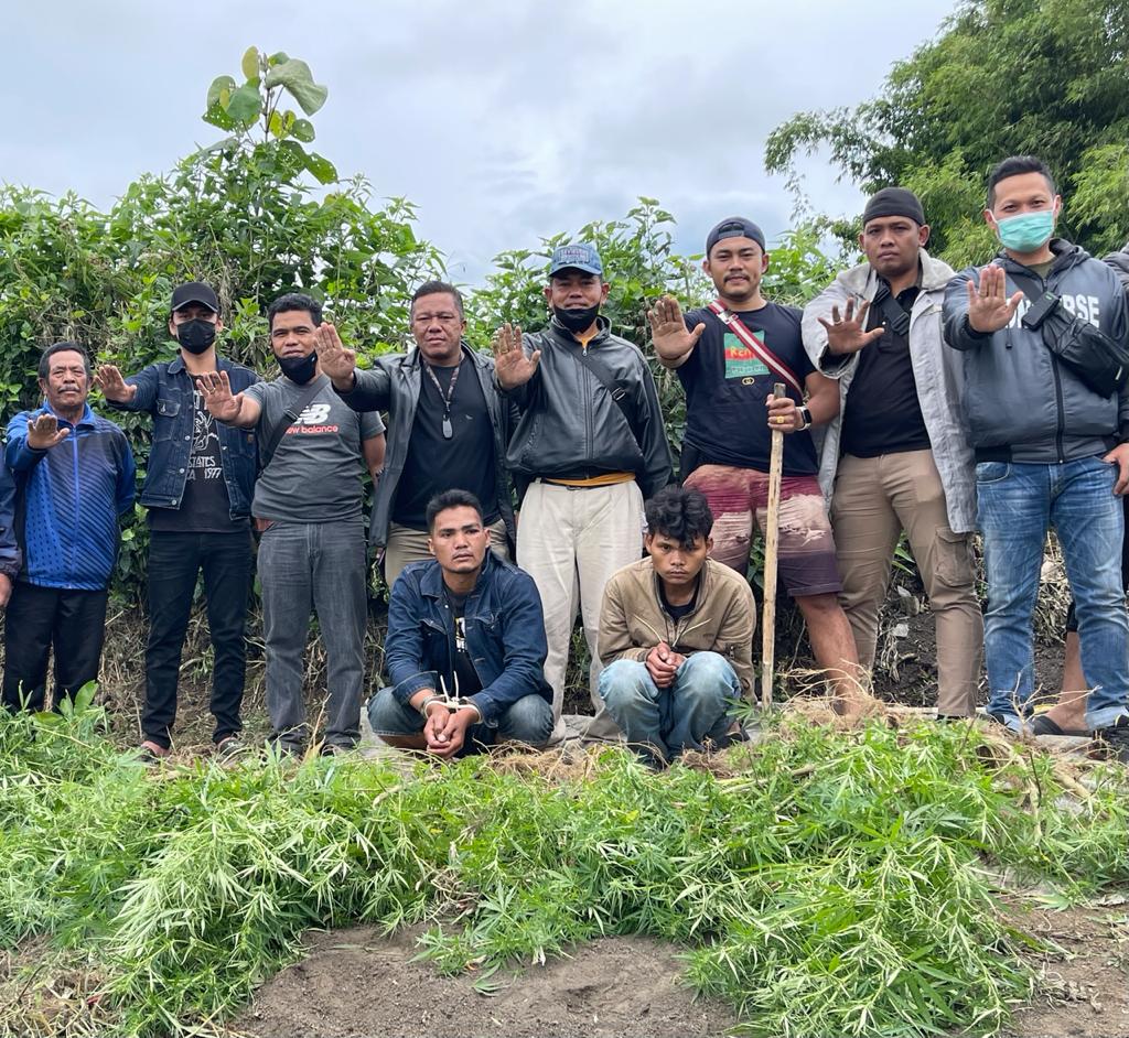 Polres Tanah Karo Kembali Temukan Ladang Ganja