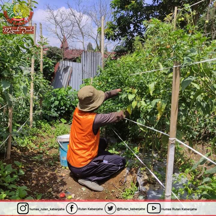 Warga Binaan Rutan Kelas IIB Kabanjahe Panen Cabai Rawit