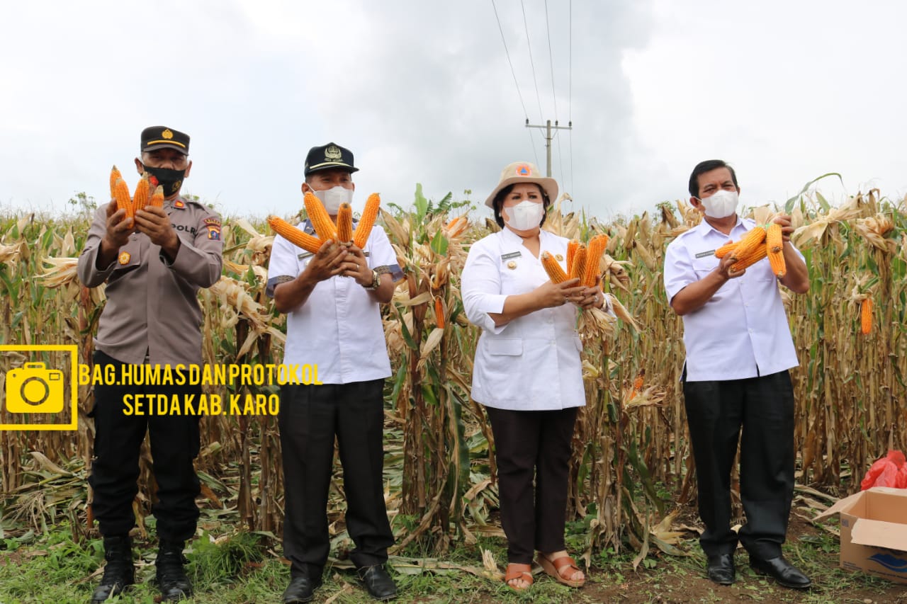 Bupati Karo Ikuti Panen Raya Jagung Nusantara