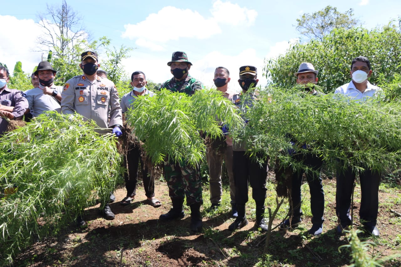 Kapolres Tanah Karo Bersama Dandim 0205/TK Panen Ganja