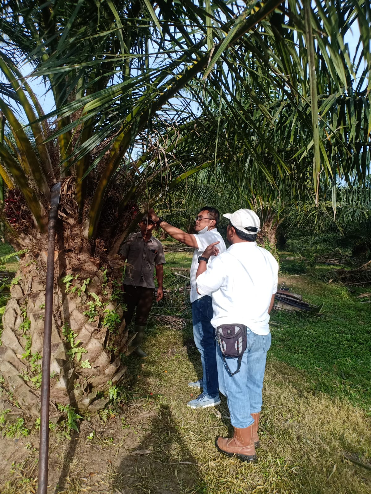 Manager PTPN III Kebun Sei Silai Monitoring Produksi Kelapa Sawit