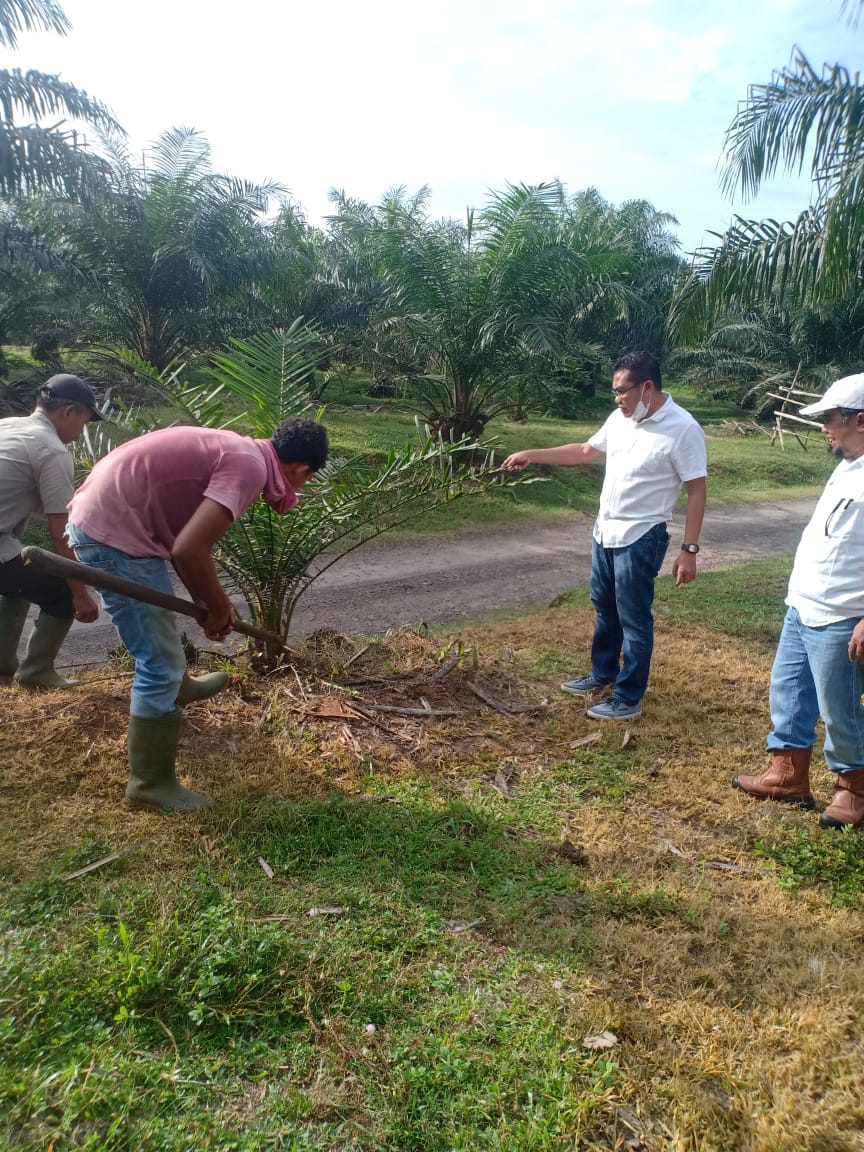 Manager PTPN III Kebun Sei Silau Tinjau Tanaman Areal Afdeling 2