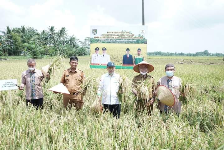 Staf Ahli Bupati Asahan Hadiri Panen Raya Padi Petani Binaan Baznas