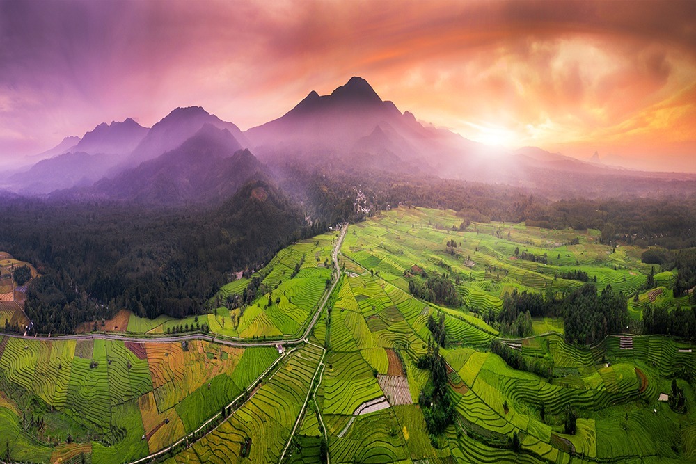 Pemandangan kawasan persawahan Kemumu ( foto : seni foto drone Rahmat Himawan )