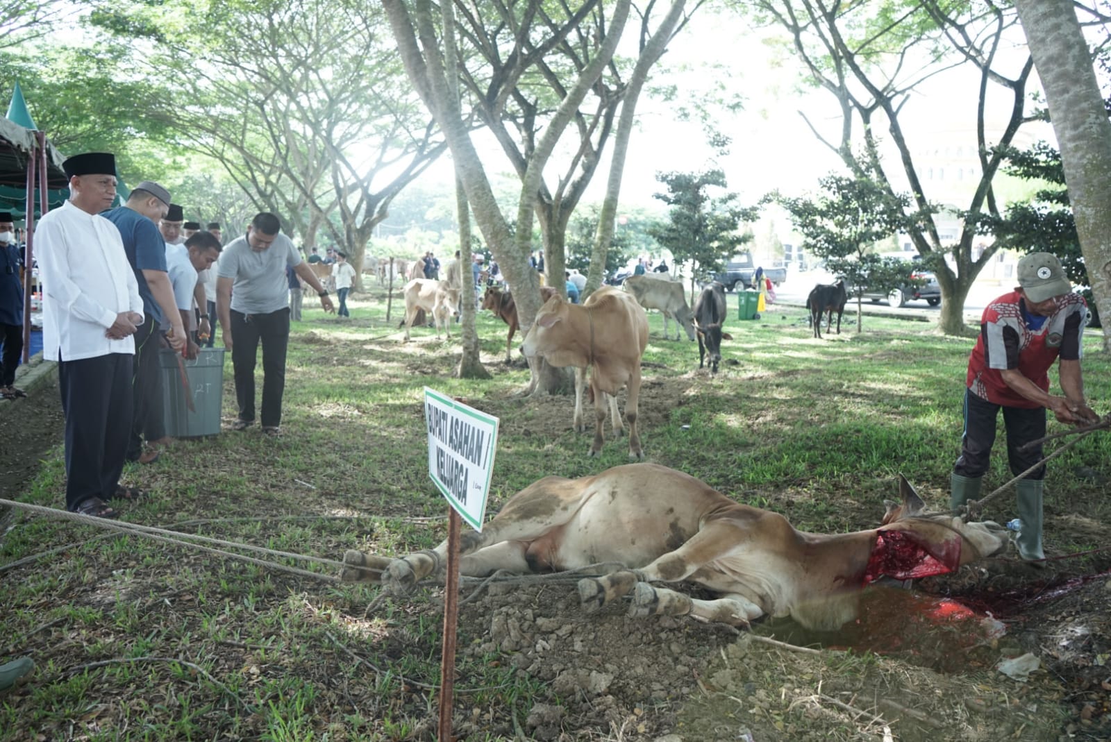 Pemerintah Kabupaten Asahan Sembelih 126 Hewan Qurban
