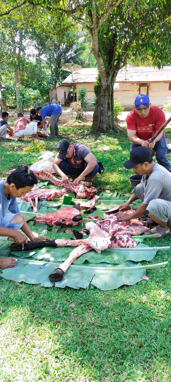 PTPN III Kebun Sei Silau Laksanakan Penyembelihan 17 Ekor Lembu dan 3 ekor Kambing