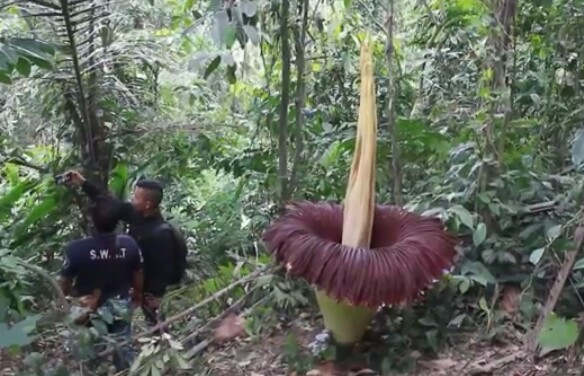 Iwan Sitepu dan Rossi pengunjung yang datang berfoto di dekat Bunga Bangkai Raksasa