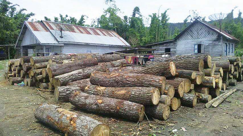 Barang Bukti Kayu Pinus Yang di tebang Oleh Oknum Tertentu