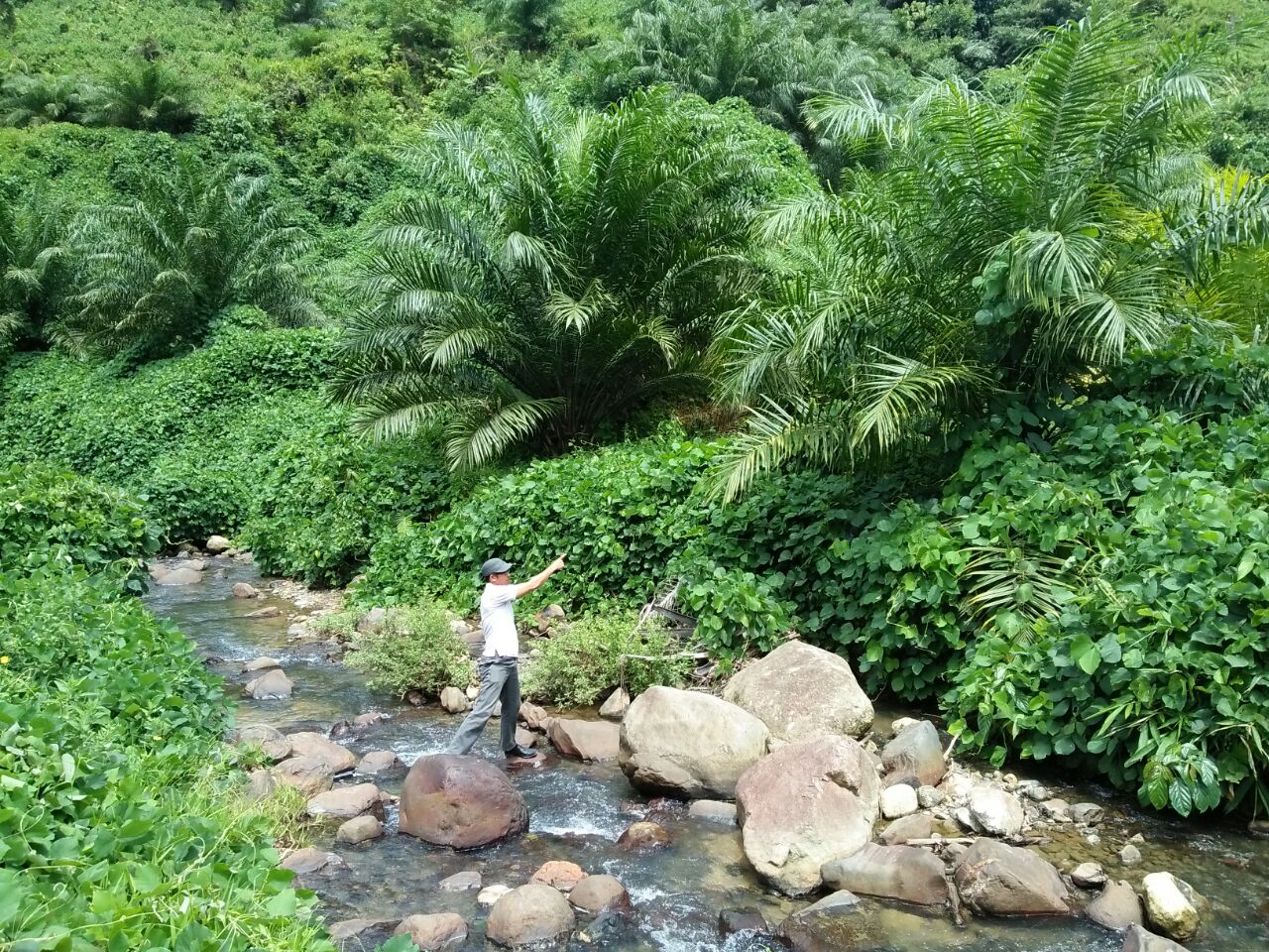 Salah Satu Warga Mempertanyakan terkait Perkebunan Sawit PT.CBS
