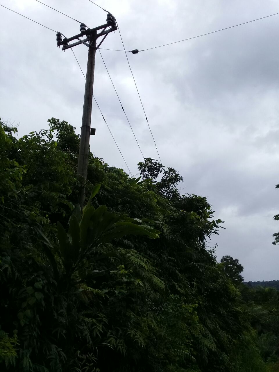 Tampak Pepohonan Menyentuh Kabel PLN