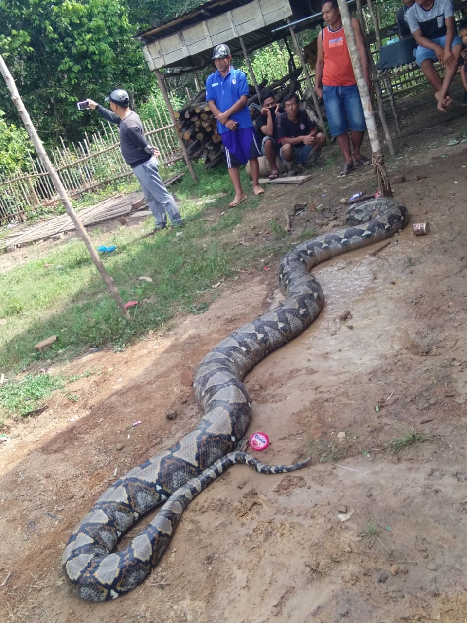 Tampak Ular Piton yang ditangkap oleh warga