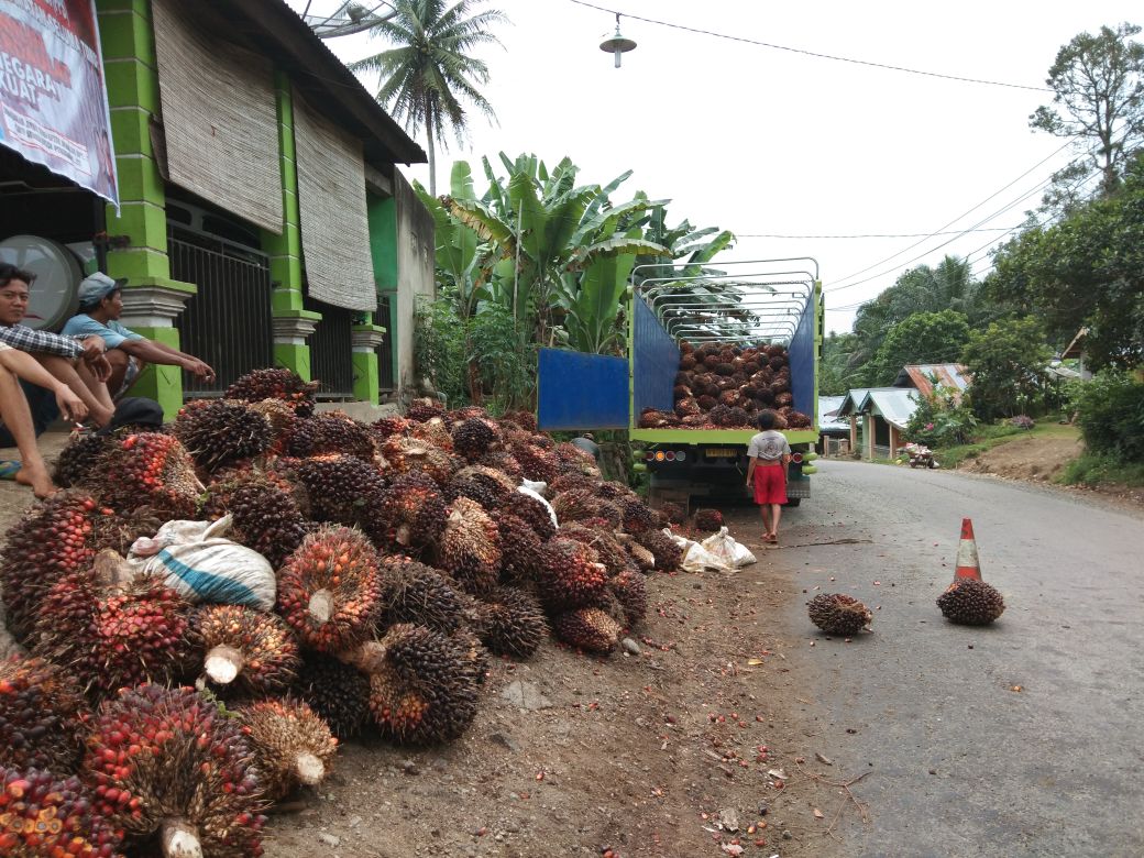 Buah Sawit hasil panen oleh petani 