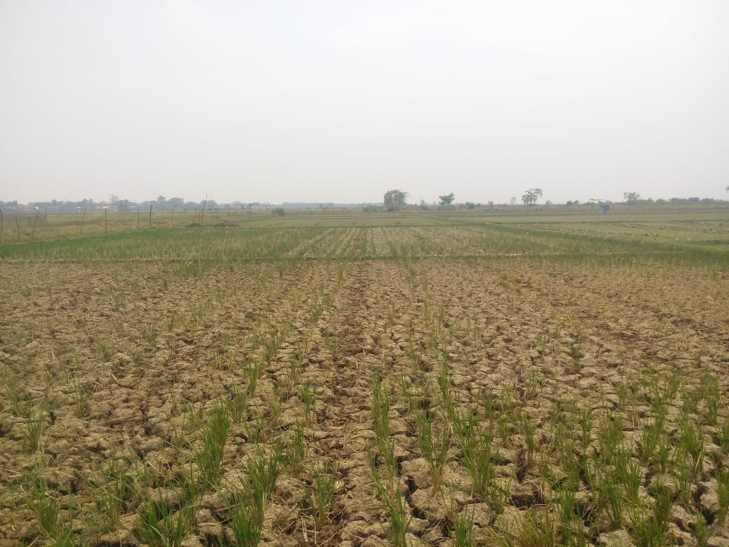 Tampakk Sawah Mengering