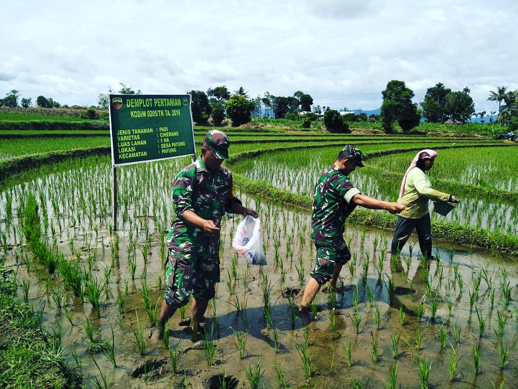 Koramil 05/Payung Lakukan Pemupukan 